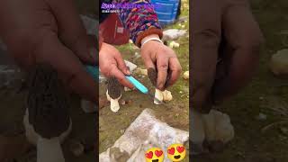 Mushroom cultivation and harvesting #mushroom #kisan  #horticulture #किसान #agriculture #viralshort