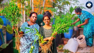 😊மருமகளும்😍 நானும் சேர்ந்து GARDEN வேலையே தொடங்கிட்டோம்🍀|TERRACE GARDENING WITH MY DAUGTERINLAW