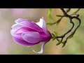 magnolia flowers hd1080p