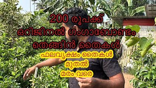 വലിയ മരങ്ങളുടെ ഒരു വലിയ കളക്ഷൻ ... അബിയു മരം വെറും 850 രൂപയിൽ