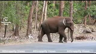 ധൈര്യശാലികൾ മെല്ലെ കടക്കും, പേടിയുള്ളവർ ഓടിക്കടക്കും/elephant crossing the road at Athirappily