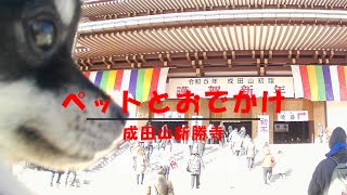 【ポメラニアンの福】成田山新勝寺へ愛犬と行って来ました！