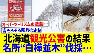 北海道、オーバーツーリズムに耐えきれず名所シラカバ並木を伐採【国内の反応】