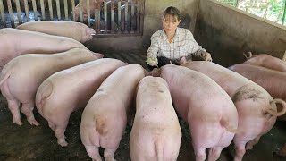 Pig care. How to mix industrial bran with green vegetables for pigs to eat. (Episode 80).