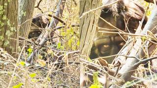 This Man Filmed a Bigfoot Face to Face. CLEAREST Sasquatch Footage Ive SEEN