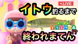 【あつ森】イトウイトウイトウイトウ！！取れるまで終われまてん！【あつまれどうぶつの森】【生配信】