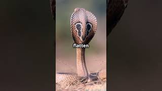 Cobra Rage: The Grumpiest Snake in the Wild #amusinganimals #animalhumor #animalcomedyvideo