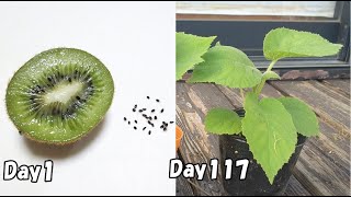 How to grow kiwi from store bought kiwi