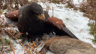 RABBIT RODEO! Harris Hawk Hunting.