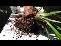 repotting u0026 dividing cymbidium orchids