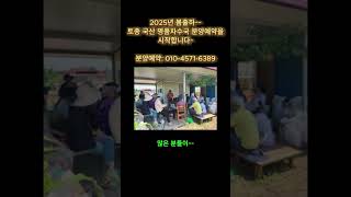 [분양소식]토종 국산차수국 2025년 봄출하 분양예약 시작합니다(한정수량) #토종차수국 #국산차수국 #수국차 #감로차 #건강차