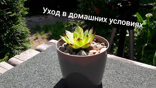 Молодило (каменная роза) - Посадка,  Размножение, Уход за Суккулентами в домашних условиях