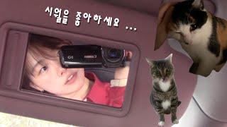 vlog. 사유하며 산책하는 가을. 보문동 풍경. 고양이랑 놀고 채식주의자 읽기.