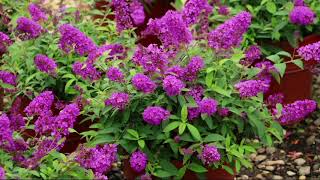 Cottage Farms 3-in-1 Compact Buzz Butterfly Bush on QVC