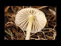 mycena epipterygia