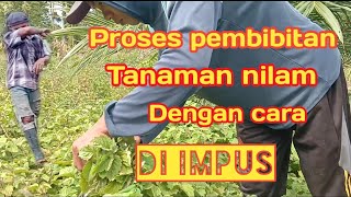 Cara pembibitan tanaman nilam