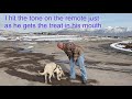 5 tips e collar dog training for beginners