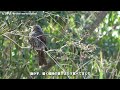 春が近付いてきたので、鳥の鳴き声を撮影したまとめ動画【bird song 七十二候✳︎桜始開2022】