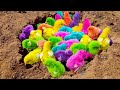 Catch Cute Chickens, Colorful Chickens, Rainbow Chicken, Rabbits, Cute Cats,Ducks,Animals Cute