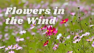 Flowers Swaying in the Wind 🌷 - Music for Meditation and Relaxation