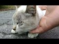 公園で見かけた白猫、撫でてやったらゴロゴロと気持ち良さそうな表情で喜んだ