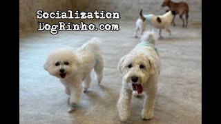 Dog daycare in Japan DogRinho 犬の保育園　20241111