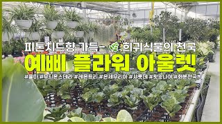 [쑤니의 한평정원] 피톤치드향🌿이 가득한 희귀식물천국!  예삐 플라워 아울렛에 다녀왔어요 ｜ 남사화훼단지, 율마, 무늬몬스테라, 실버스푼, 레몬트리