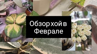 обзор хойи в февраль 2025