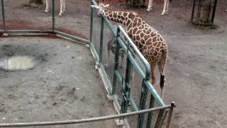 The giraffe was dumped to an ostrich.キリン、ダチョウにふられる。