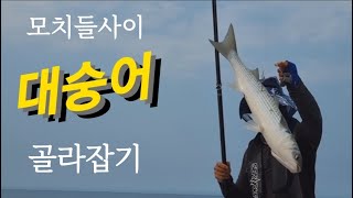 #fishing #훌치기 모치들사이 대숭어 골라잡기