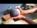 কবুতর কেনার সহজ ৫টি নিয়ম 5 rules for buying pigeon tips kobutor palon bangladesh kobutor family