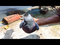 কবুতর কেনার সহজ ৫টি নিয়ম 5 rules for buying pigeon tips kobutor palon bangladesh kobutor family