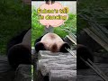 Fubao`s tail is dancing:) #panda #fubao #cute #cutepanda #pandalover