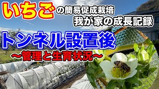 イチゴのグランドカバー。敷き藁の重要性と日頃の管理！！〜イチゴの簡易促成栽培、我が家の成長記録動画シリーズ〜