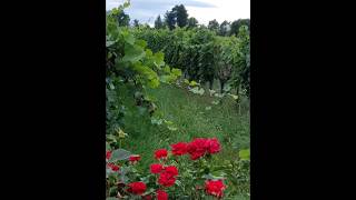 Beautiful roses in a cozy vineyard in France 🇫🇷