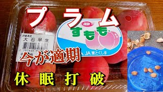 【すもも】今が適期、プラム種から育てる休眠打破の仕方、すもも／プラム系は休眠打破しないと発芽しない