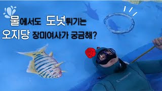 전국 1티어 [오란다] 만드는 \