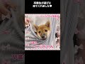 卒業生たちが遊びにきてくれました🐩【横浜ペットショップ ベルドック】 shorts 犬のいる暮らし トイプードル