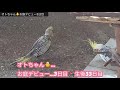 オカメインコ🐦3月生まれの雛ちゃん🐥お庭デビュー3日目❣️