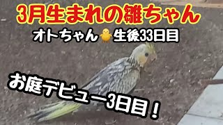 オカメインコ🐦3月生まれの雛ちゃん🐥お庭デビュー3日目❣️