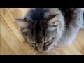 Cat Spraying - How to stop a cat from spraying