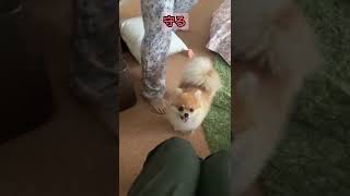 この態度の差🤣笑 #ポメラニアン #pomeranian #きなこ #小型犬 #dog #shorts #कुत्ता #विभिन्न #ママしか勝たん