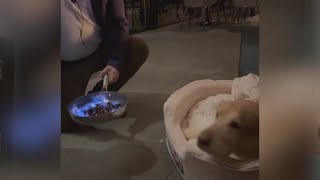 Virginia family says farewell to beloved dog in style
