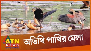 জাহাঙ্গীরনগর বিশ্ববিদ্যালয়ে উদযাপিত হলো পাখি মেলা | Birds Fair | Jahangirnagar University | ATN News