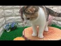 no.147576　スコティッシュフォールド　～ペットショップ犬の家＆猫の里豊川インター店～