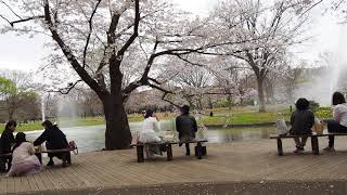 東京お花見散歩　強風の代々木公園で桜を愛でる　明日から外出自粛　桜も見納めか　2020/3/27 42