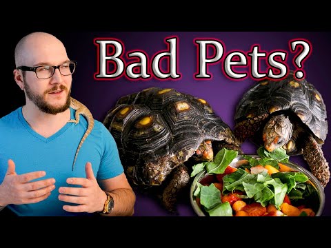 Is it legal to keep a tortoise in UK?