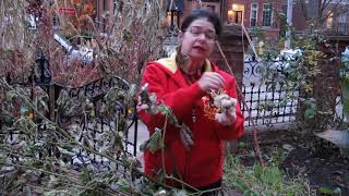 Vivian Reiss on Growing Cotton in Your Front Yard