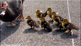 母鴨帶小鴨上台大 Mama duck and ducklings on campus - Echo 64