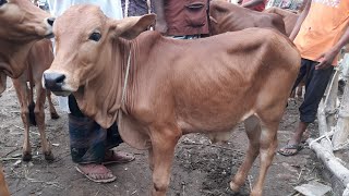 আজ ২১ মে শুক্রবার || সবচেয়ে ছোট ছোট শাহিওয়াল ষাঁড় গরুর দাম || আমবাড়ী হাট || shahiwal shar dam